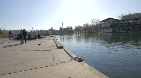 Pigeos at the lake in Budapest Stock Footage 48951415