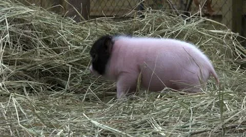 Piggy butt Stock Footage 21900725