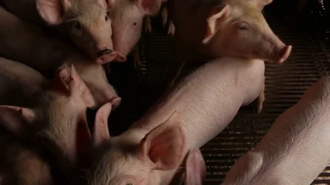 Piggy in farm 스톡 동영상 73713536