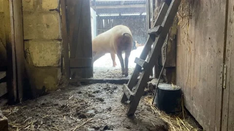 Piggy Stock Footage 233084095