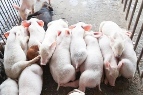 Piggy Stock Photos