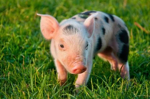 Piggy. Stock Photos