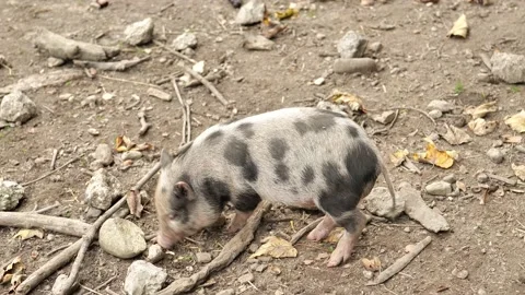 Piggy walks in an aviary and  eats acorns and chestnuts. Stock Footage 233724511