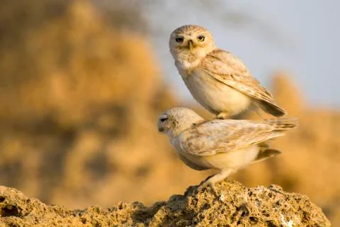 Piggyback Owls Stock Photos