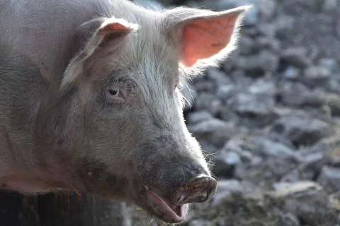 PigHead Foto stock