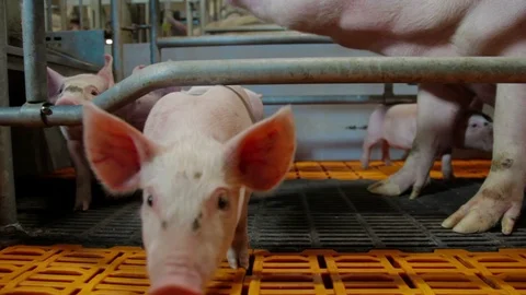 Piglest in pig farm Video stock 94144723