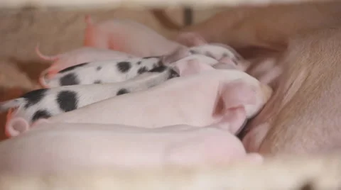 Piglet being breast-fed pigs in a wooden enclosure. Stock Footage 64556992