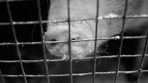 Piglet in cage Stock Footage 78192056
