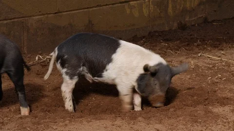 Piglet Digging A Hole Stock Footage