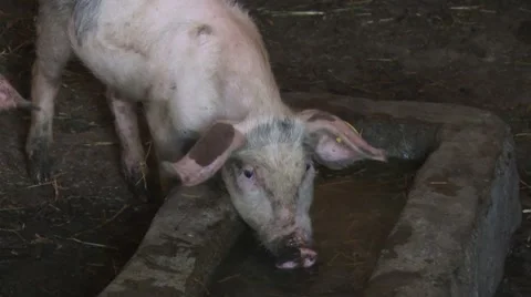Piglet drinking water Stock Footage 54363574