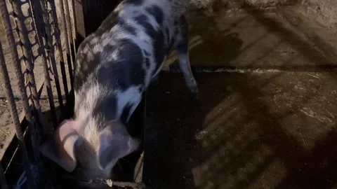 The piglet eats feed from the trough Stock Footage 243607341