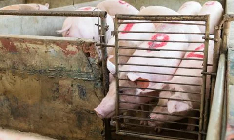 Piglet at a farm Stock Photos