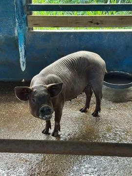 Piglet on Farm Stock Photos