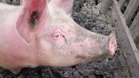 Piglet Video stock 250490635