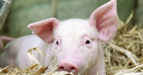 A piglet newborn standing on a straw in the farm. Stock Footage