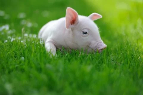 Piglet Stock Photos