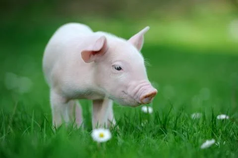 Piglet Foto stock