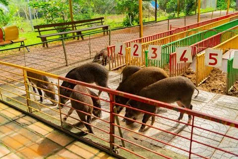 The piglet. Foto stock