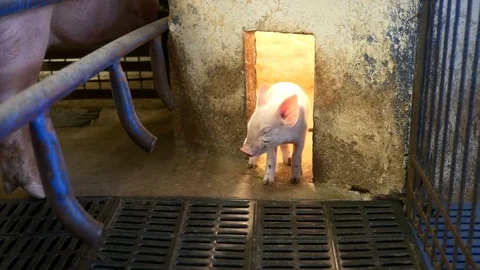 Piglet in pigpen 1 Stock Footage