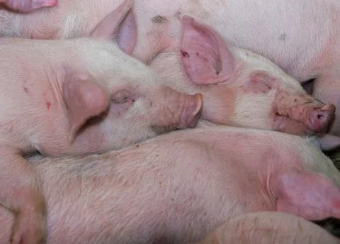 Piglet pile Stock Photos