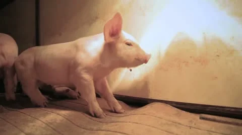 Piglet Relaxing HD Stock Footage 12377961