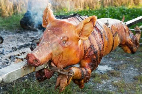 Piglet roasting on open fire impaled on on skewer Stock Photos