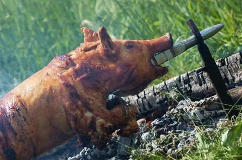 Piglet roasting on an open fire Stock Photos