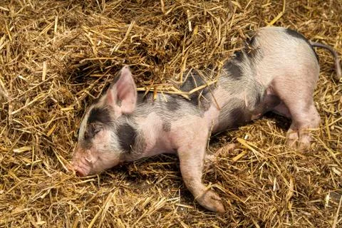 Piglet rolling in Straw. Stock Photos