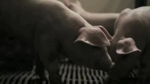 Piglet Rumble HD Stock Footage 12377997