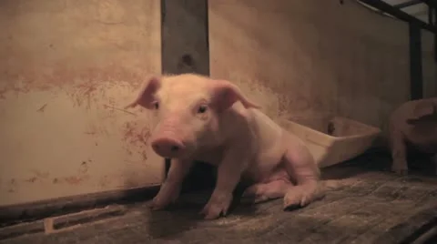 Piglet Sitting HD Stock Footage 12378011