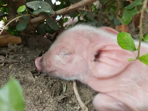 Piglet sleeping on the ground. Foto stock