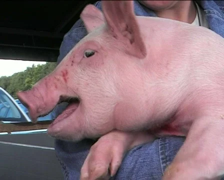 Piglet squealing Video stock 84931