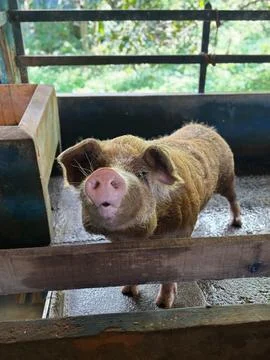 Piglet in Stable Stock Photos