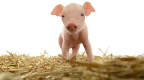 Piglet standing in straw Stock Footage 46967501