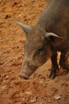 Piglet wildboar Stock Photos