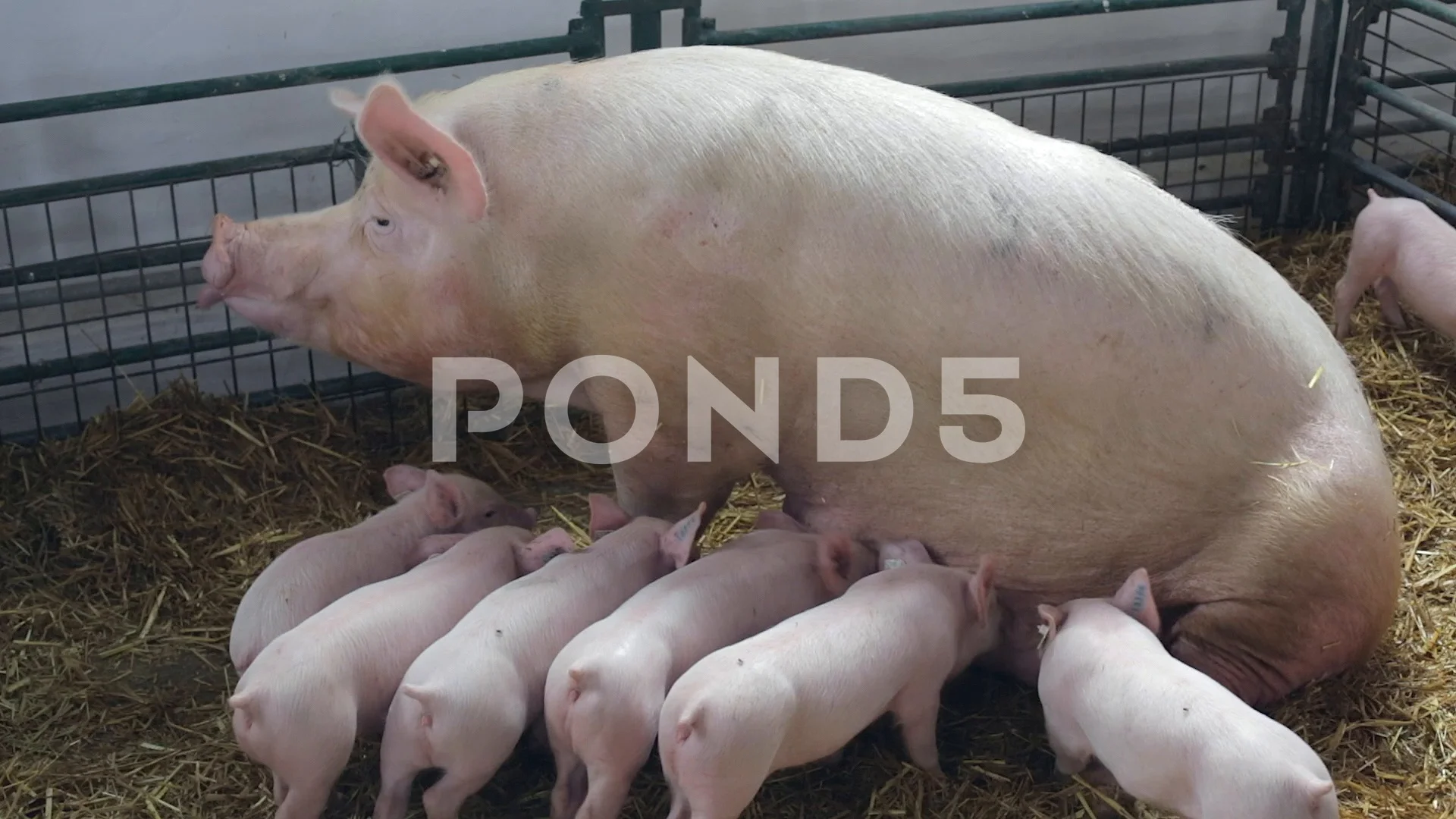 Davidsfarm Pig Video