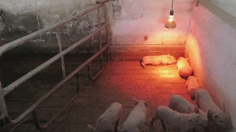 Piglets and piggies 動画素材 90410934