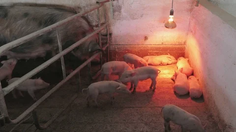 Piglets and piggies Stock Footage 90411072