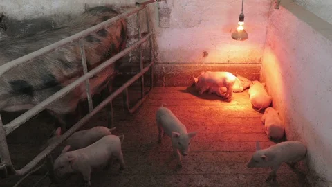 Piglets and piggies Stock Footage 90428364