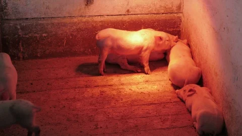 Piglets and piggies 動画素材 90428372