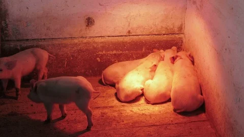 Piglets and piggies Stock Footage 90428472