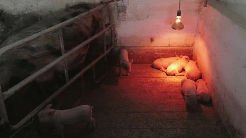 Piglets and piggies Stock Footage 90428492