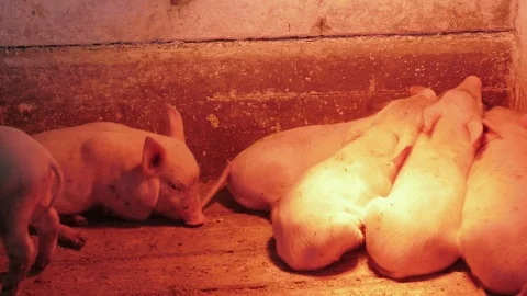 Piglets and piggies Stock Footage 90428510