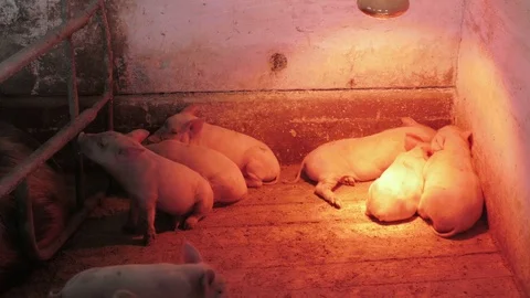 Piglets and piggies Stock Footage 90428670