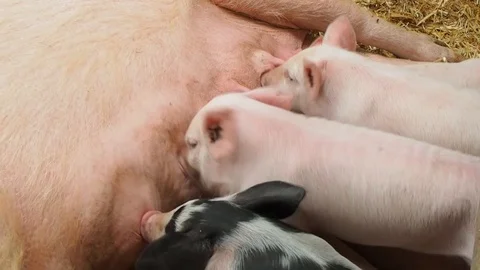 Piglets and Sow. Stock Footage 91581744