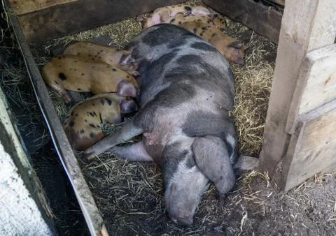 Piglets and sow Stock Photos