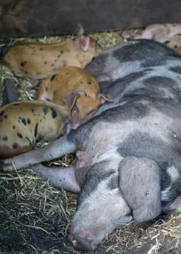 Piglets and sow Stock Photos