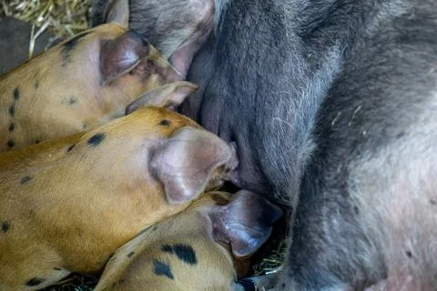 Piglets and sow Stock Photos