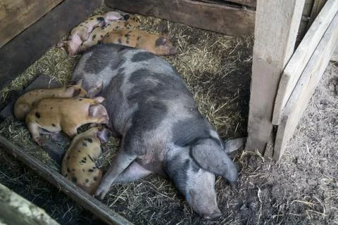 Piglets and sow Stock Photos