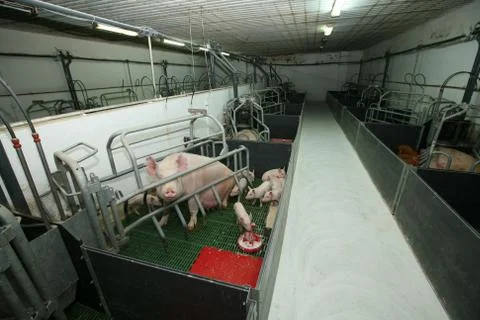 The piglets and the sow Stock Photos